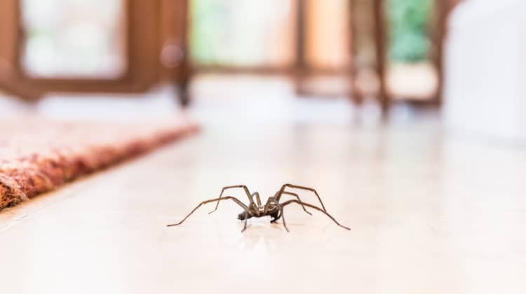 house spider feature banner