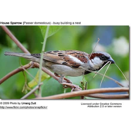 House Sparrow building a nest