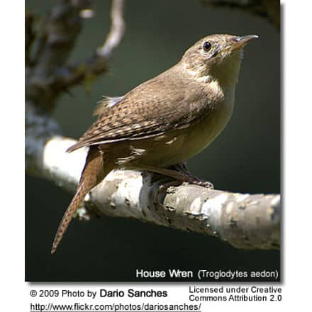 A House Wren (Troglodytes aedon) perched on a branch, facing slightly to the right. The bird has brown, speckled plumage, similar in subtlety to the vibrant Rufous Hummingbirds. The photo is credited to Dario Sanches under a Creative Commons Attribution 2.0 license.