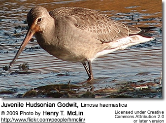 Hudsonian Godwit
