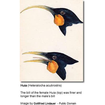 The bill
of the female Huia (top) was finer and longer than the male’s bill