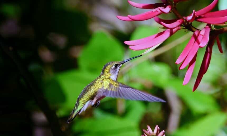 hummingbird