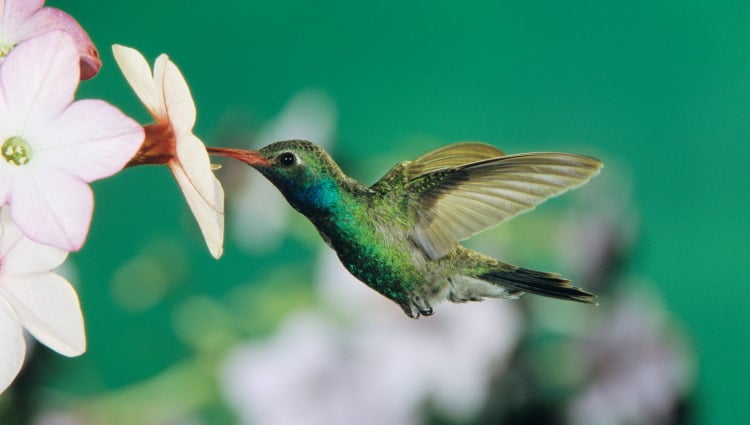 hummingbird facts header
