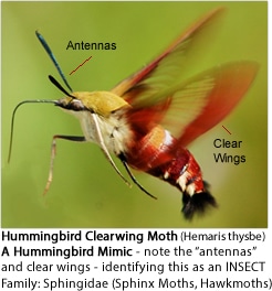 Hummingbird Clearwing Moth (Hemaris thysbe) - a Hummingbird Mimic