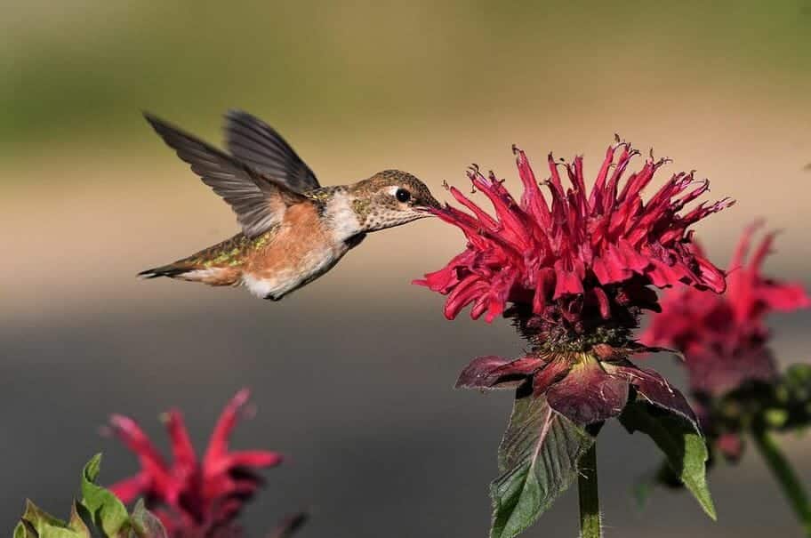 A small hummingbird with brown and green feathers hovers in mid-air while feeding on a vibrant red flower. The background is out of focus, emphasizing the bird and the flower. Hummingbirds are fascinating creatures; interesting facts about them include their ability to fly backwards!