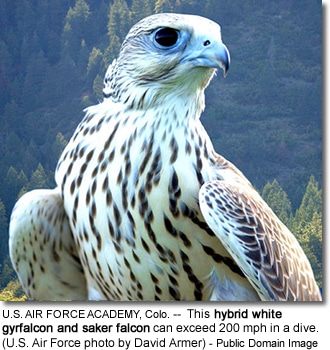 hybrid white gyrfalcon and saker falcon