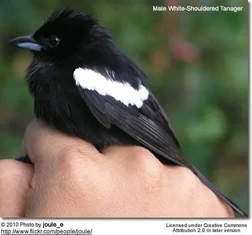 A male White-shouldered Tanager, a small black bird with distinctive white markings on its wings, is perched on a person's hand. The hand gently cradles one of the elegant White-shouldered Tanagers, set against a blurred natural green background.