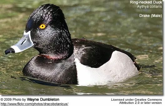 Ring-necked duck mount