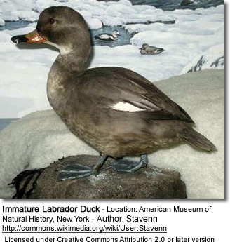 Immature Labrador Duck