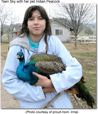 Indian Peacock with her owner Sky