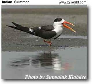 Indian Skimmer