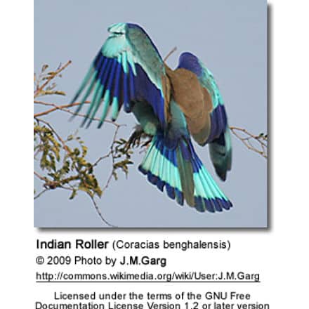 Indian Roller in flight