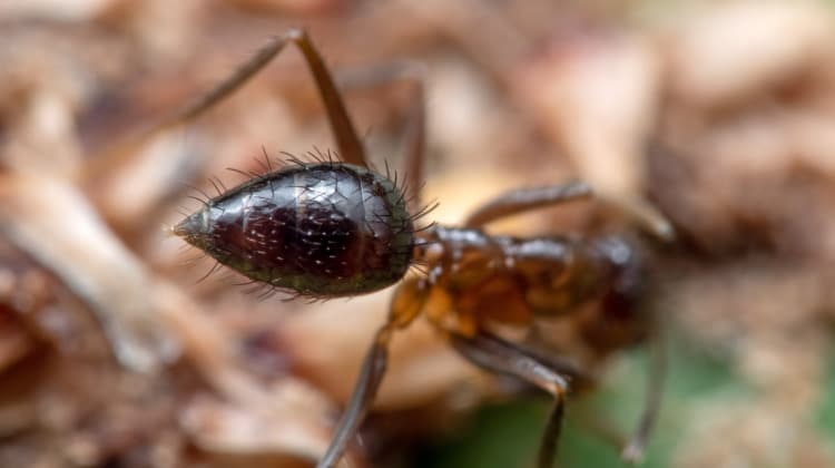 insect abdomen on ant