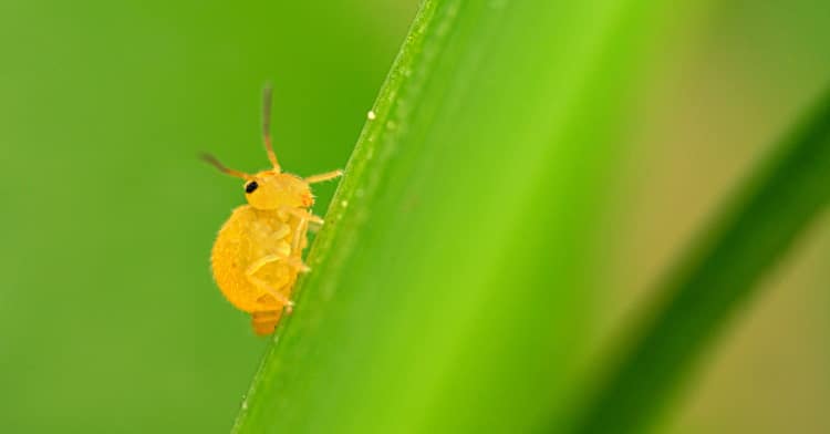springtail insect