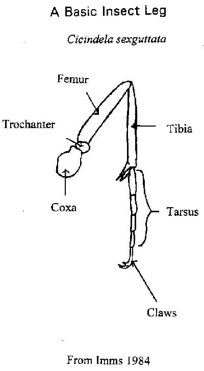 Insect leg diagram