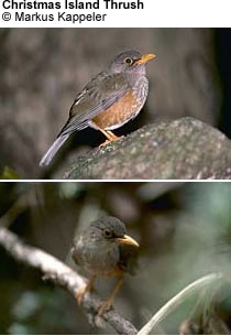 Island Thrushes