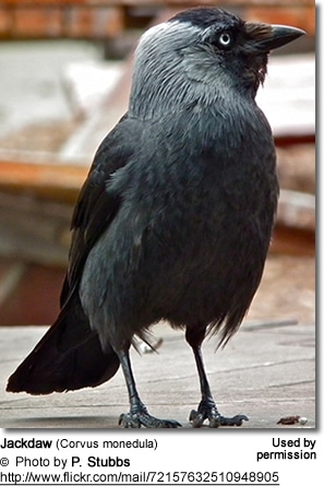 Jackdaw