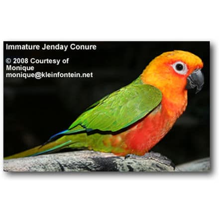 An immature Jenday Conure perches on a branch, displaying its vibrant green wings, orange head, and red-orange body. The image note credits Monique from kleinfontein.net, dated 2008. Rufous and Ruby-throated Hummingbirds dart nearby, adding motion to the vivid scene.