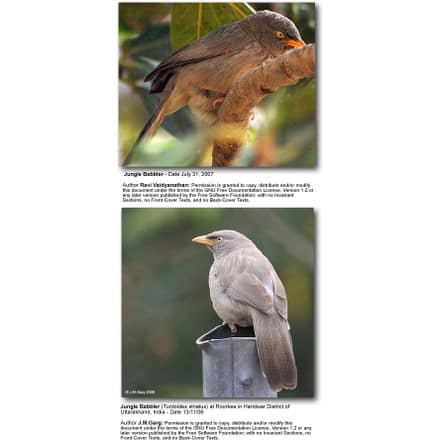 Jungle Babblers