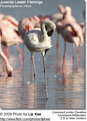 Juvenile Lesser Flamingo