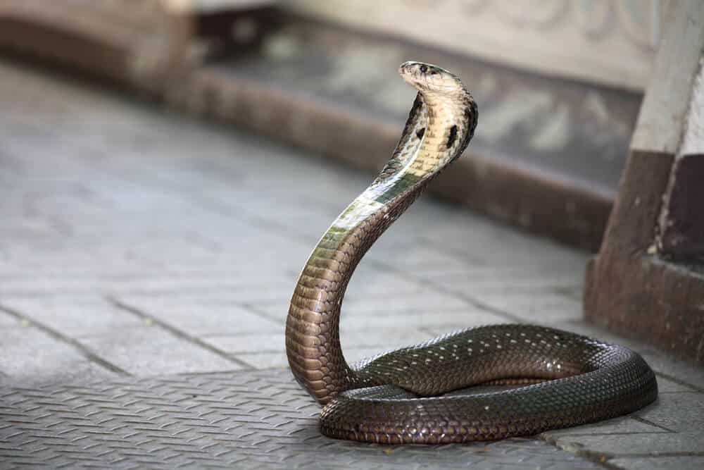Most Dangerous Snakes in the World. King Cobra Venomous Snake