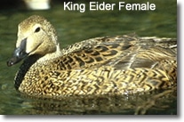 King Eiders