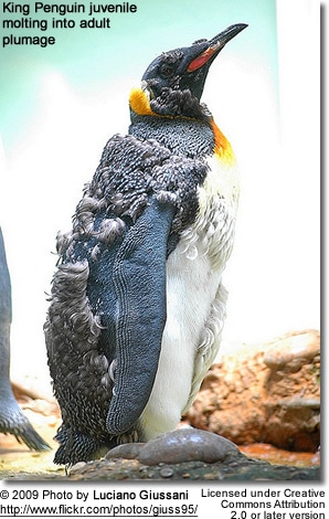 Juvenile King Penguin molting into adult plumage