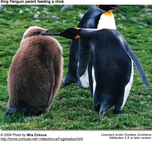 King Penguin Parent feeding Chick