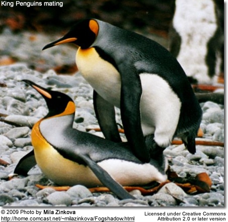 Mating King Penguins