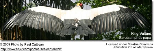 King Vulture with spread wings