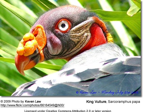 King Vulture