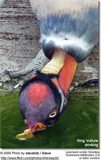 King Vulture drinking
