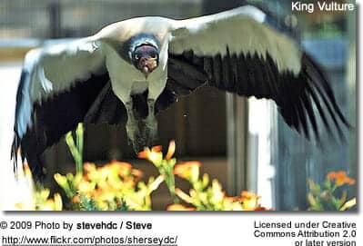 Flying King Vulture