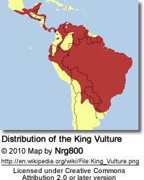 Range map of the King Vulture 