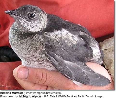 Kittlitz's Murrelet