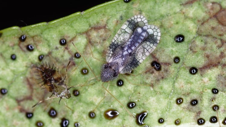 lace bug on leaf