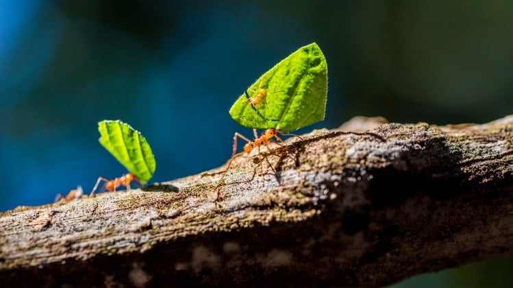leaf cutter ants carrying leaves