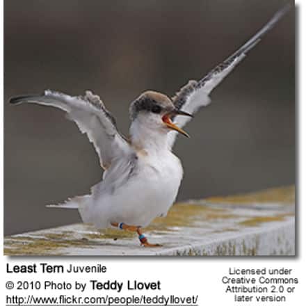 Least Tern Juvenile