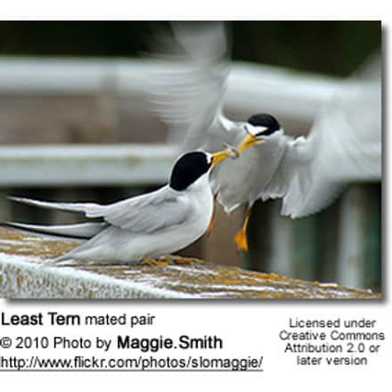 Least Tern mated pair