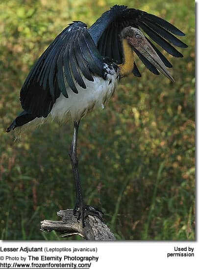 Lesser Adjutant