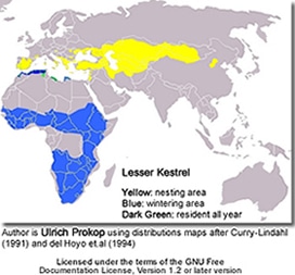 Lesser Kestrel and Distribution Map