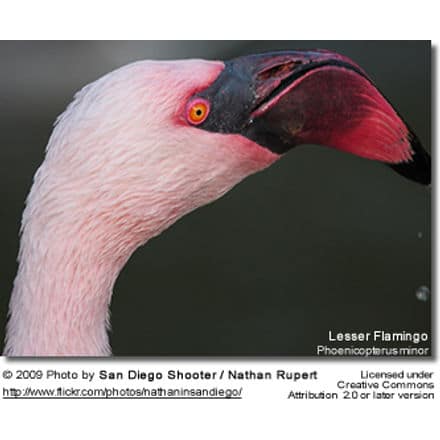 Lesser Flamingo Head Detail