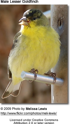 Lesser Goldfinch