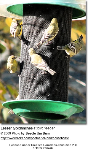 Lesser Goldfinches at feeder