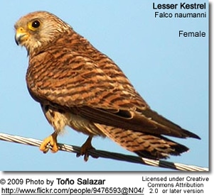 Female Lesser Kestrel