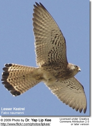 Lesser Kestrel in flight