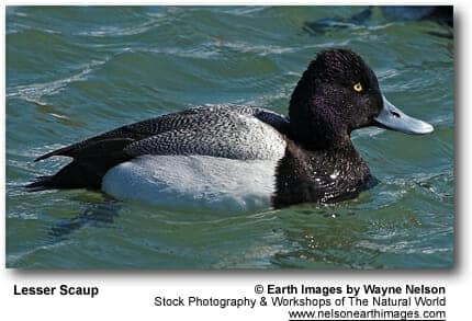 Lesser Scaup