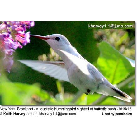 New York, Brockport - A leucistic hummingbird sighted at butterfly bush - 9/15/12