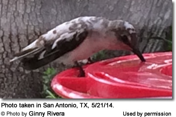Pied Hummingbird Sighting in San Antonio, Texas