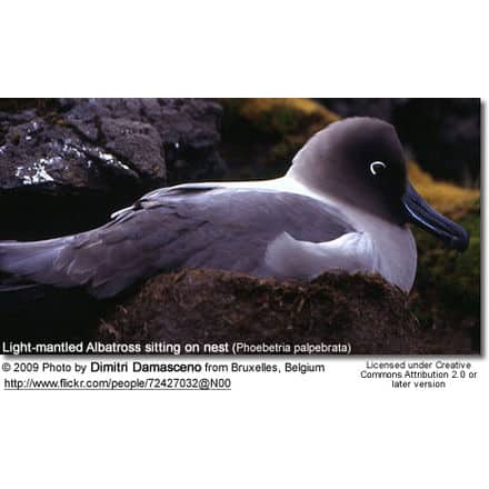 Light-mantled Albatross sitting on nest (Phoebetria palpebrata)